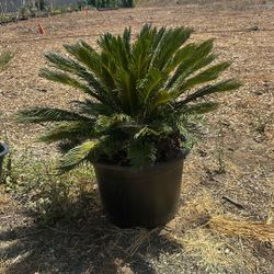 Sago Palm