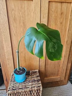 Monstera "Deliciosa" (Blue pot-B)