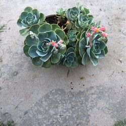 Succulent Multiple Succulents 