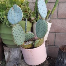 Purple Cactus Plant Killer Potted Beauty