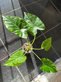Alocasia