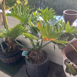 Plant With Planter