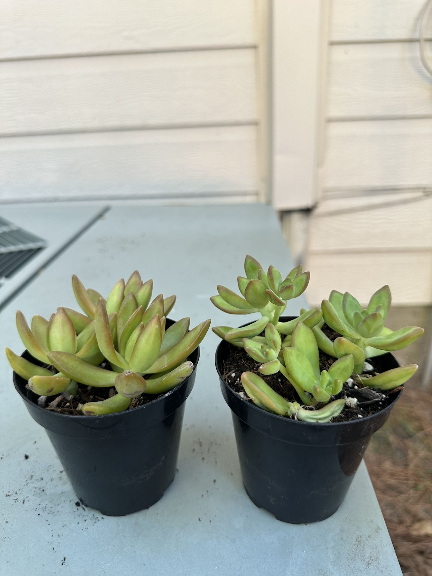 Succulent