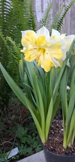Daffodils Mix