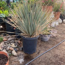 Desert Palm