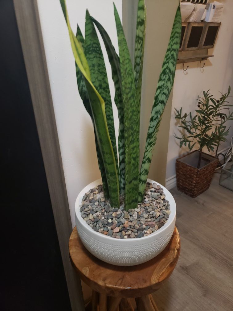 Beautiful snake plant on a hearth and hand ceramic planter