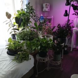 Healthy Plants 