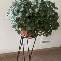 Plectranthus live plant