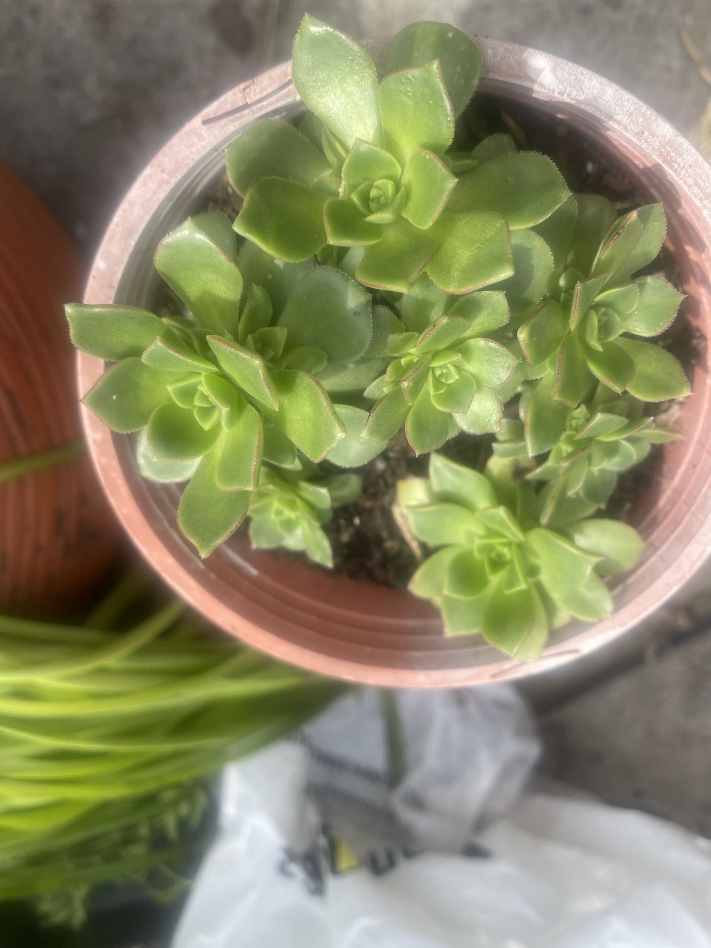Succulent One Pot $5