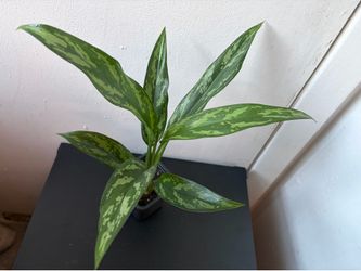 Agloanema plant