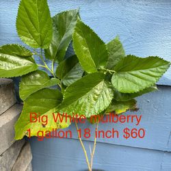 big white mulberry tree