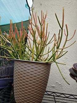 Planta de lapiz/ Arbol deditos/