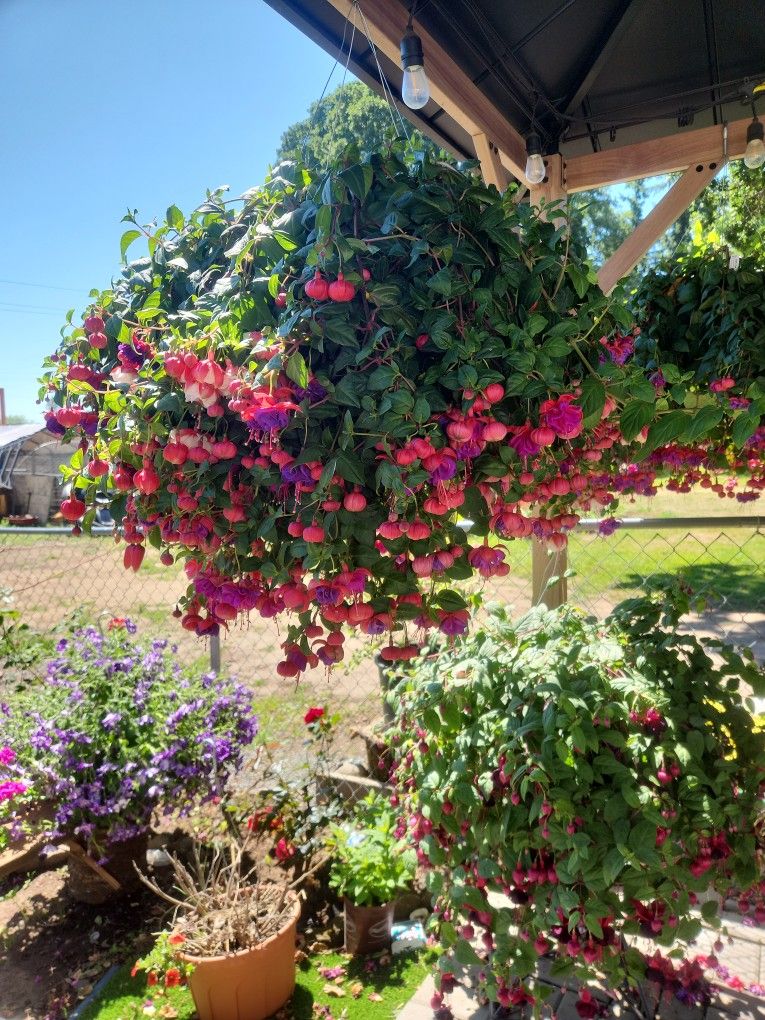 Sun & shade Baskets