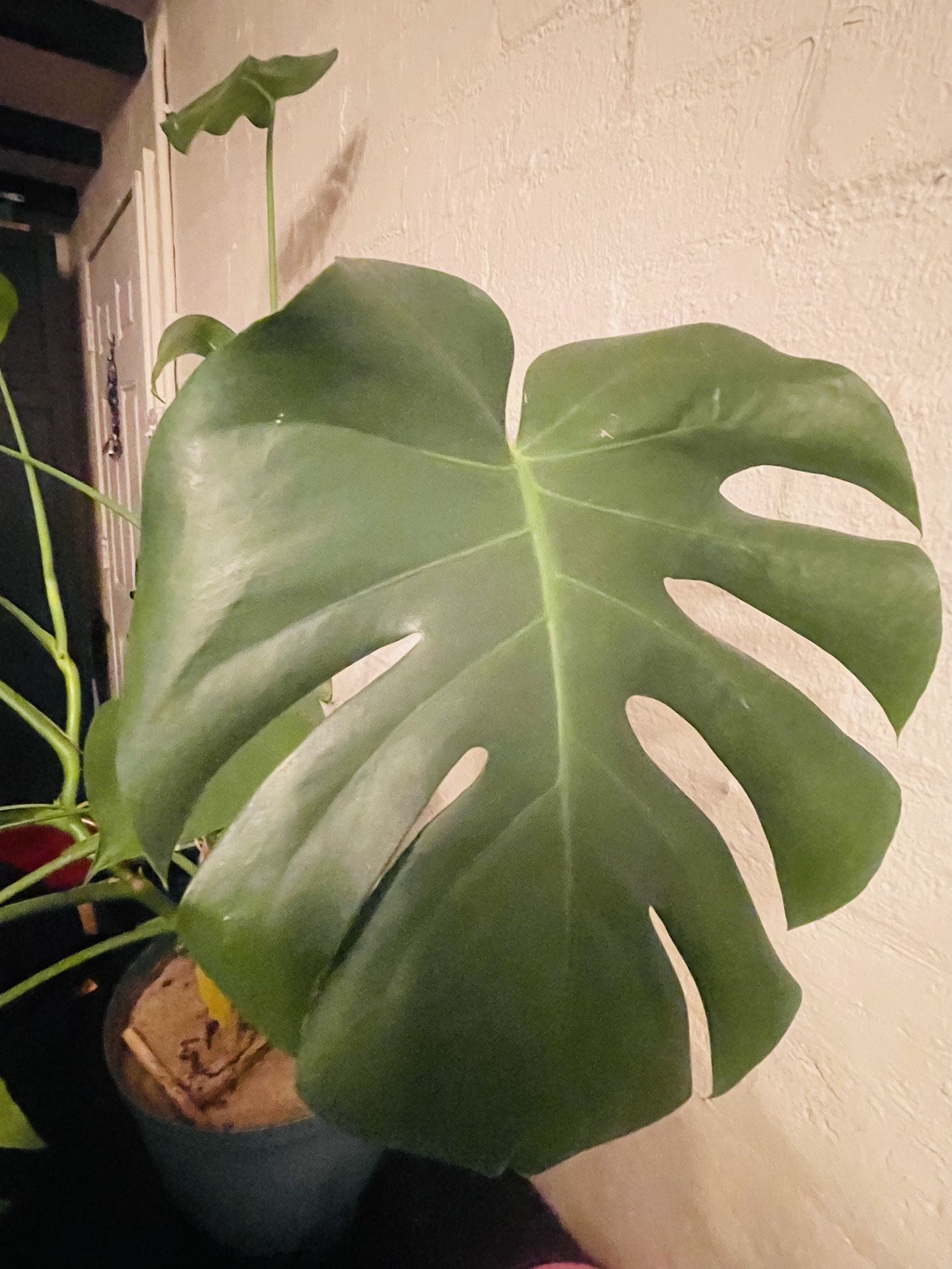 Large monstera