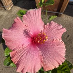 Pink Hibiscus
