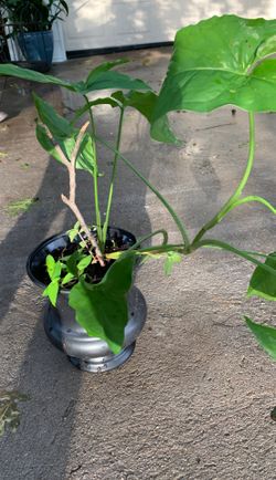 Plant Philodendron bipennifolium O cabeza de chivo