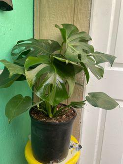 Mosntera deliciosa