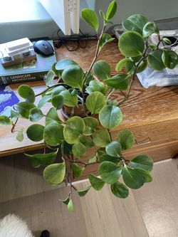 Big Healthy Peperomia 