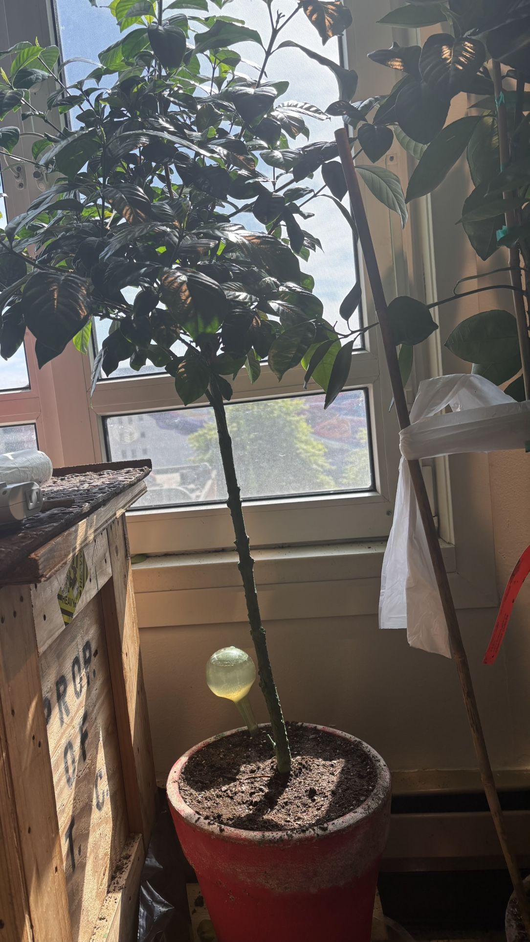 Gardenia tree Live Real Plants 