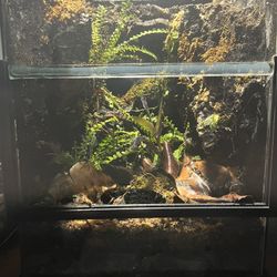 Bioactive 12x12x18 Terrarium 
