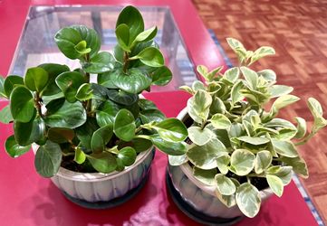 🌿Super Hardy Peperomia Rubber Plant 6” NURSERY Pot🌿$15 EACH🩷
