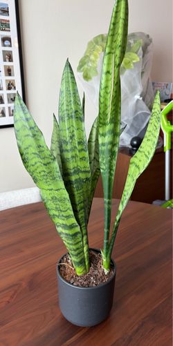 Easyplant - Small Snake Plant w/ Self Watering Pot
