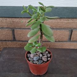 Healthy Jade Plant (Crassula ovata)