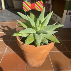 Aloe Succulent 
