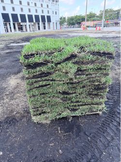 Palmetto sod