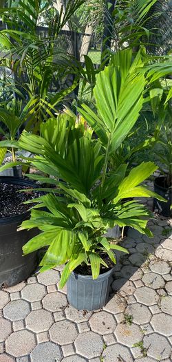Ptychosperma Schefferi (Scheffer's Palm)