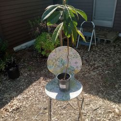 3 Ft Tall Loquat