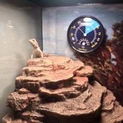 Bearded Dragon Supplies