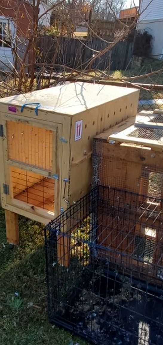 Pigeons Coop