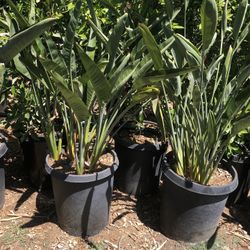 15g  Strelitzia Reginae Bird Of Paradise 