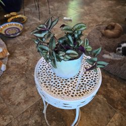 Live Wandering Jew Plant In 4.5in Shimmering Ceramic Pot With 