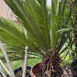 Sago plant