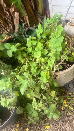 Oregano