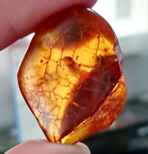 Baltic Amber With Encapsulated Insect Very Old And Very Unique. Rare Find Gorgeous Colors