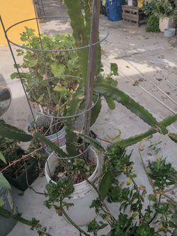 Red Dragon Fruit Plant