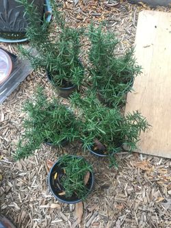 5 Rosemary herb plants
