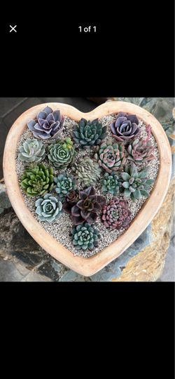 Love Is In The Air…💕For Your Succulent Love, Anniver, Birthdays, Date Night💓💝💘! (92126)