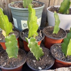 Dragon Fruit Starter Kit/ Beginner Friendly 