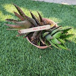 Succulent with two shoots