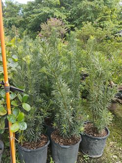 Podocarpus hedges 4-4.5ft $19