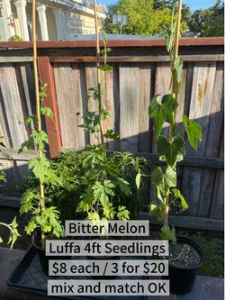 苦瓜 长丝瓜大苗 almost 4ft tall bitter melon & long luffa starter plant seedlings