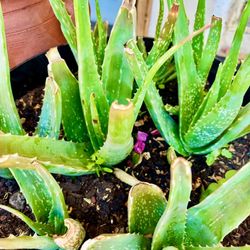 Succulents 