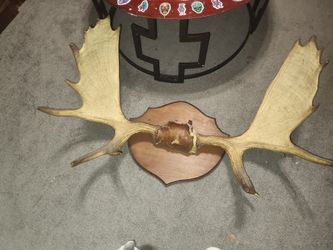 Mooae Antlers