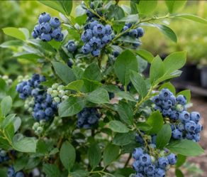 Organic homegrown frozen blueberry