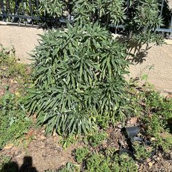 Pride Of Madera, 3 Foot High. You Dig Up… Bring Your Own Pot.