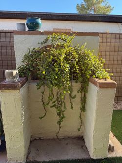 Elephant Food Plant